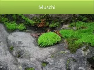 muschi