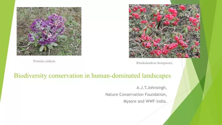 biodiversity conservation in human dominated landscapes