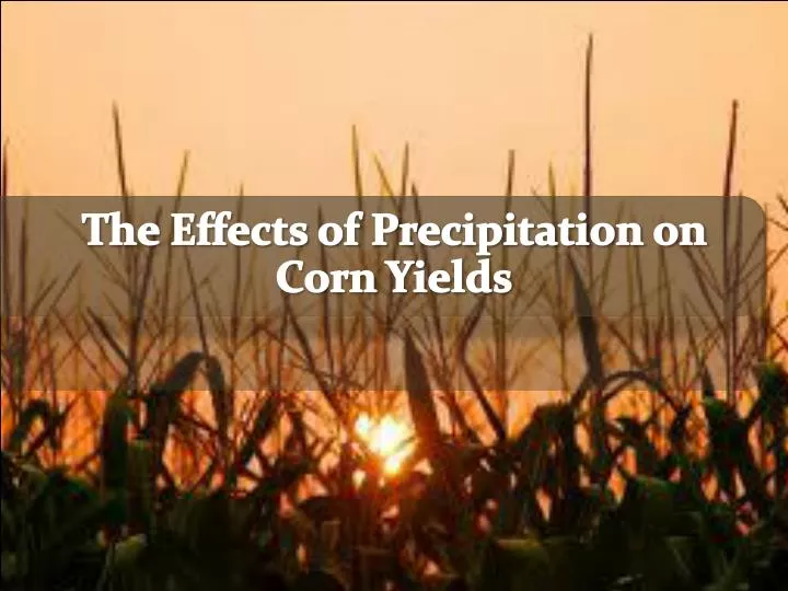 the effects of precipitation on corn yields