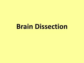 Brain Dissection