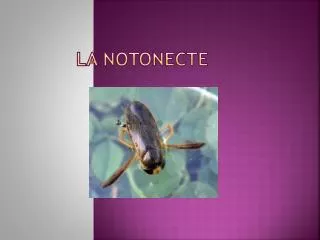 La notonecte