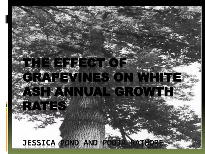 the effect of grapevines on white ash annual growth rates jessica pond and pooja rathore