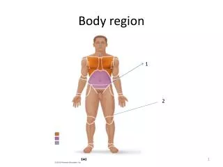 Body region