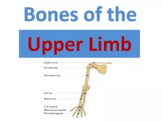 Bones of the