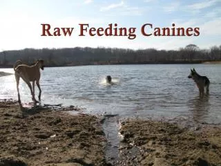 Raw Feeding Canines