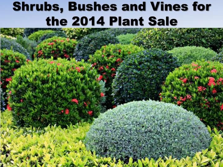 shrubs bushes and vines for the 2014 plant sale