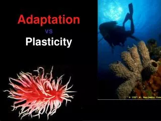 Adaptation vs Plasticity