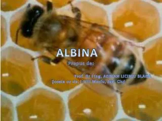 albina