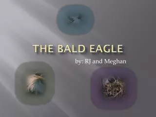 The Bald Eagle