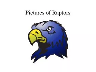 Pictures of Raptors