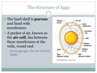 The Structure of Eggs