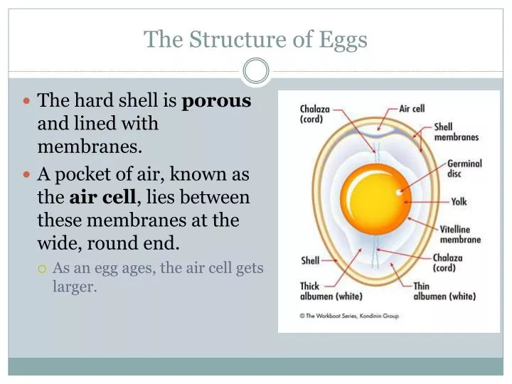 the structure of eggs