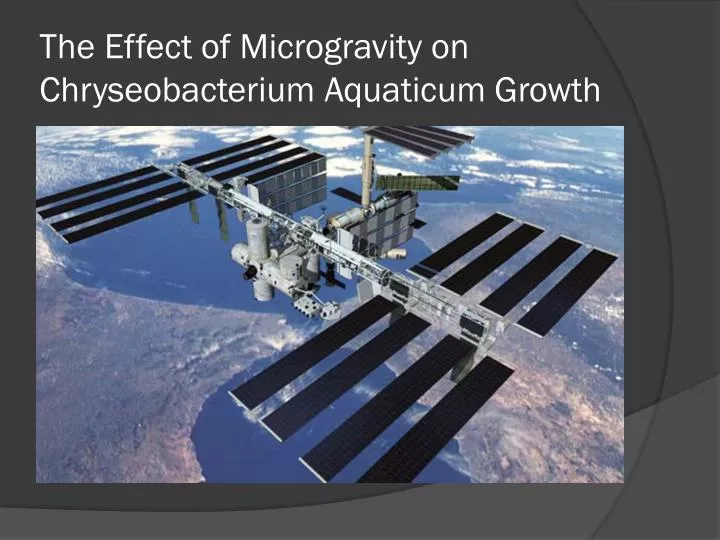 the effect of microgravity on chryseobacterium aquaticum growth