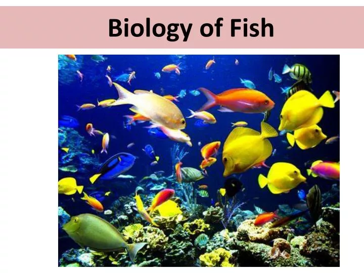 biology of fish