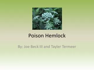 Poison Hemlock