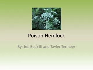 poison hemlock