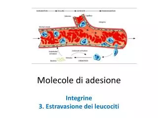 molecole di adesione