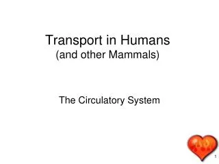 Transport in Humans (and other Mammals)