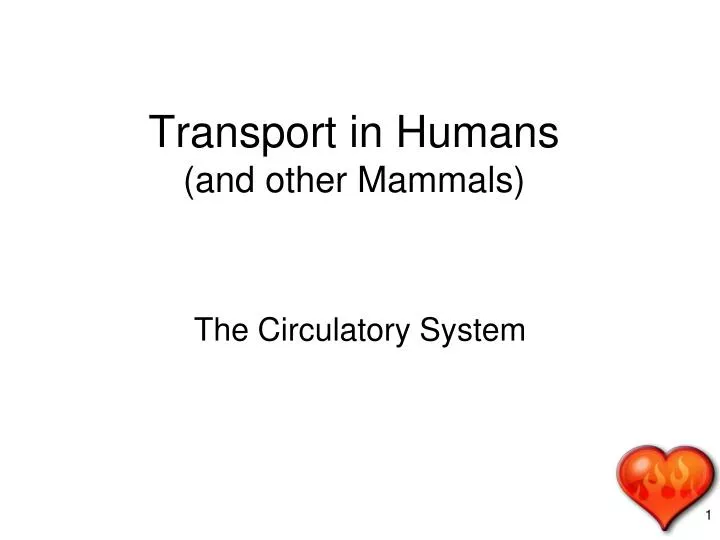 transport in humans and other mammals