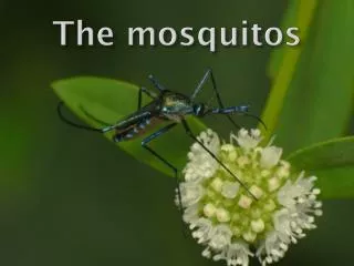 The mosquitos
