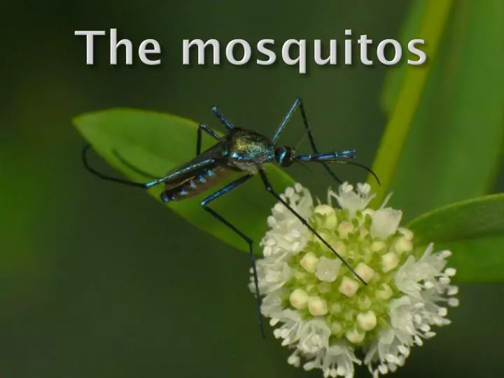 the mosquitos