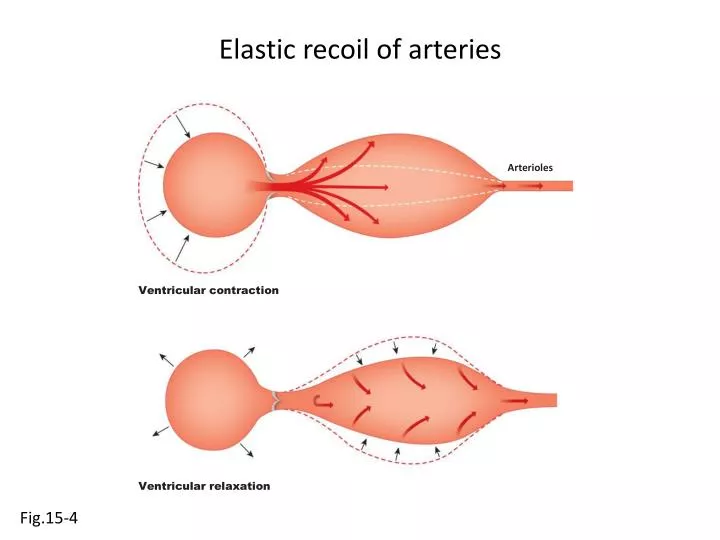 elastic recoil of arteries