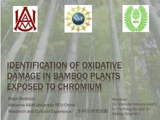 Identification of Oxidative Damage in Bamboo Plants exposed to Chromium
