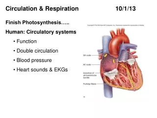 Circulation &amp; Respiration 		 10/1 /13