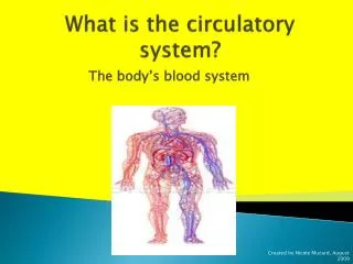 what is the circulatory system