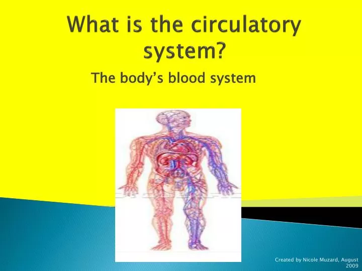what is the circulatory system