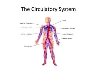 The Circulatory System