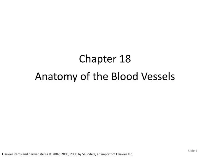 chapter 18 anatomy of the blood vessels