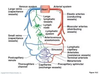 Figure 19.2