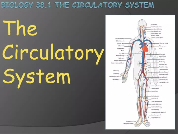 the circulatory system