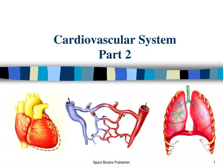 cardiovascular system part 2