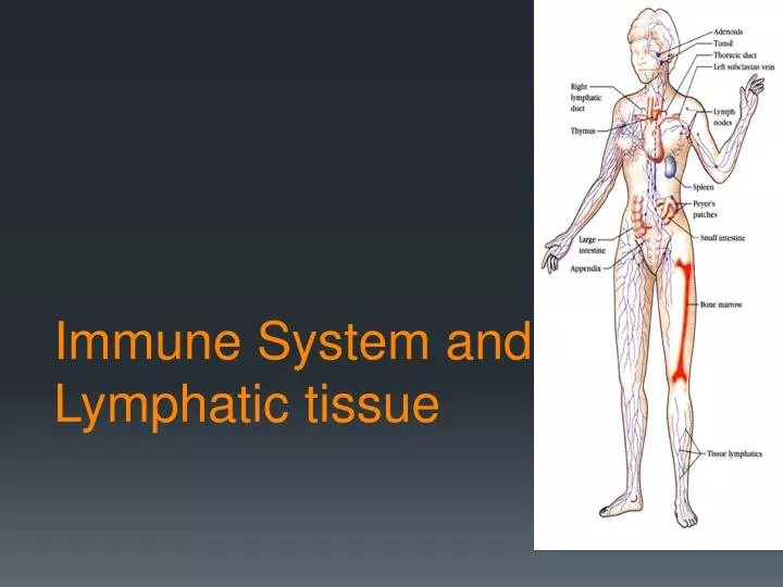 immune system and lymphatic tissue