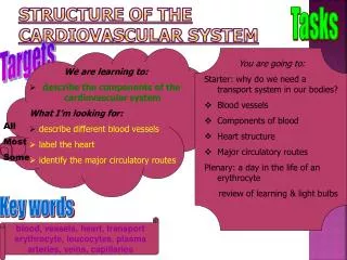 Structure of the cardiovascular system