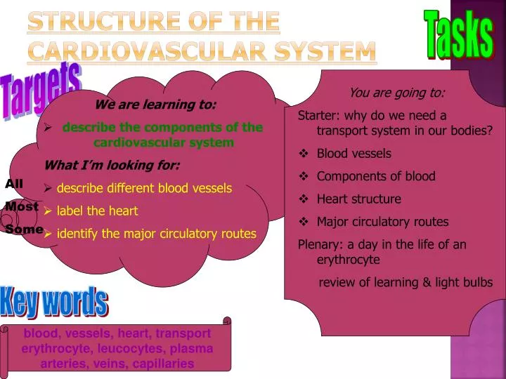 structure of the cardiovascular system