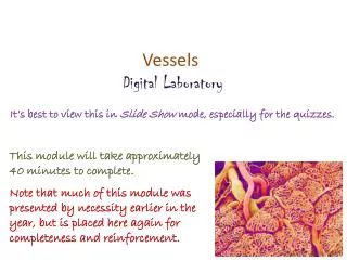 Vessels Digital Laboratory