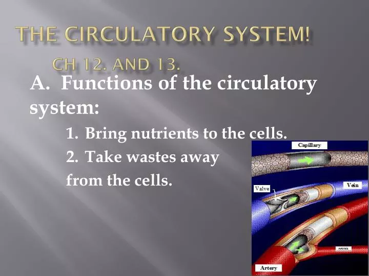 the circulatory system ch 12 and 13