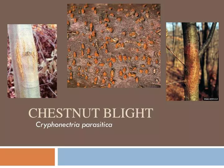 chestnut blight
