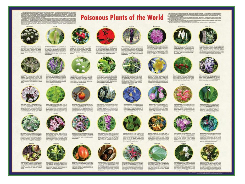 PPT - POISONOUS PLANTS PowerPoint Presentation, free download - ID:2259475