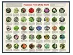 POISONOUS PLANTS - slide 1