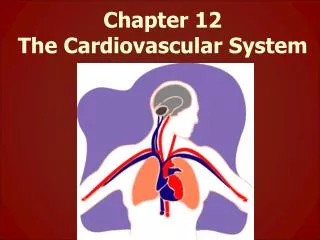 Chapter 12 The Cardiovascular System