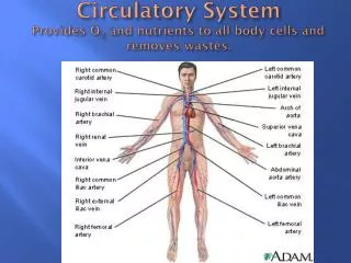 Circulatory System Provides O 2 and nutrients to all body cells and removes wastes.