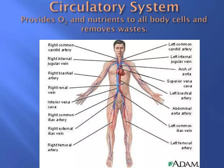 circulatory system provides o 2 and nutrients to all body cells and removes wastes