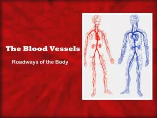 The Blood Vessels