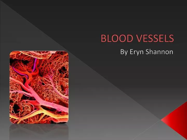 blood vessels