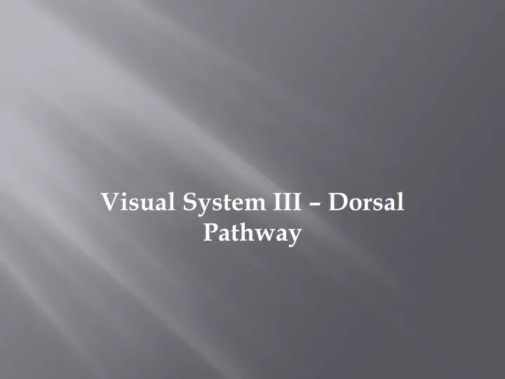 visual system iii dorsal pathway