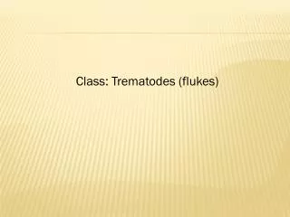 Class: Trematodes (flukes)